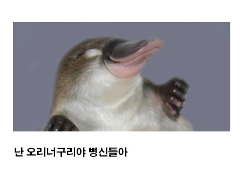너구리에 대한 오해 | 인스티즈