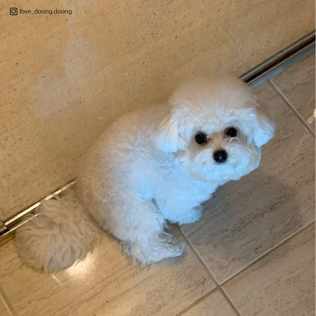 강아지가 주인 지키는 방법.jpg | 인스티즈