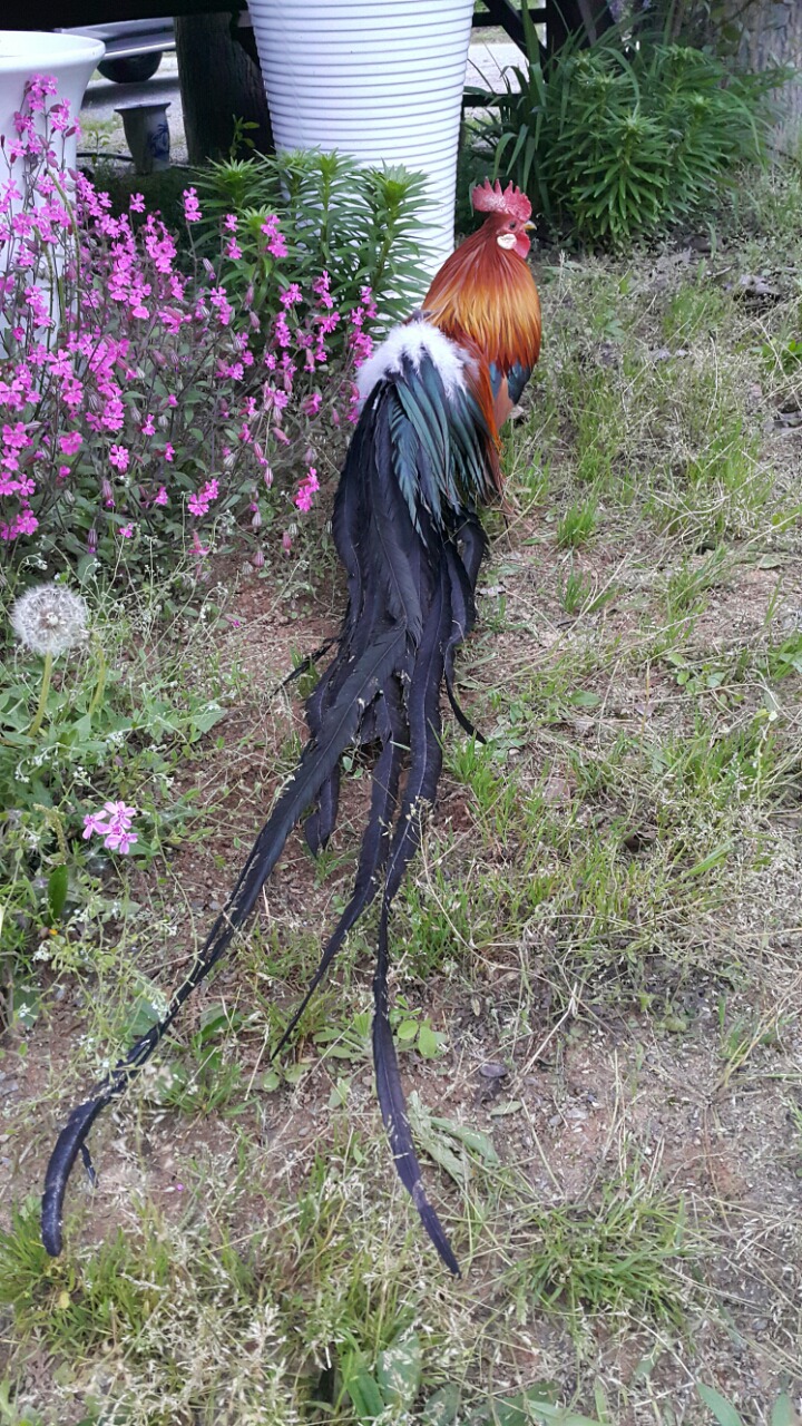 피닉스 이미지