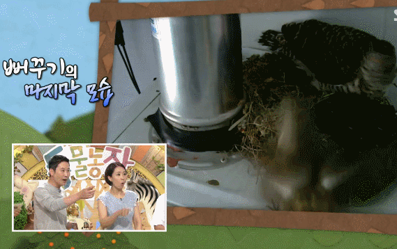 시청자들을 충격에 빠뜨렸던 동물농장 뻐꾸기 탁란 그 후 이야기.gif | 인스티즈