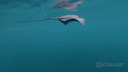 범고래의 흔한 장난 | 인스티즈