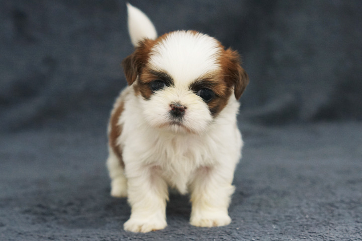 작은개vs큰개 | 인스티즈