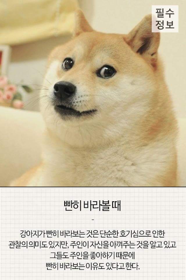 반려견이 기분 좋을때 하는 행동 | 인스티즈