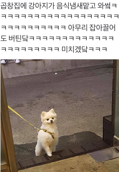 곱창집 냄새맡은 강아지.jpg | 인스티즈
