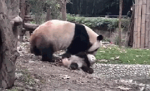 팬더 🐼 목욕하는 게시물 | 인스티즈