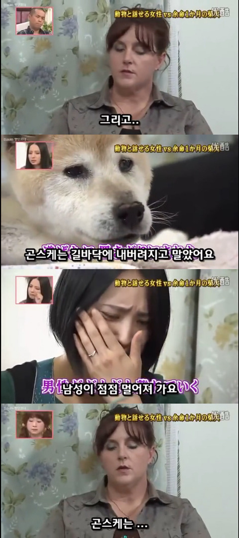 사고로 하반신 마비가되자 주인에게 비참하게 버림받은 시바견 사연 (애니멀 커뮤니케이터 하이디) | 인스티즈